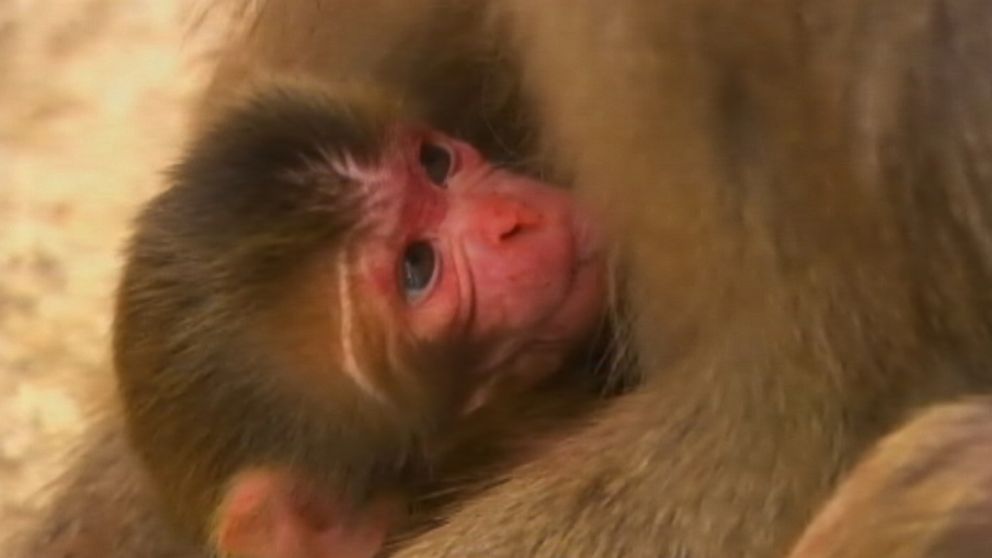 PHOTO: A Japanese zoo is reconsidering its decision to name a baby Macaque Charlotte after the newborn British princess.  