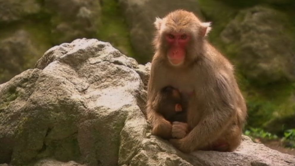 PHOTO: A Japanese zoo is reconsidering its decision to name a baby Macaque Charlotte after the newborn British princess. 