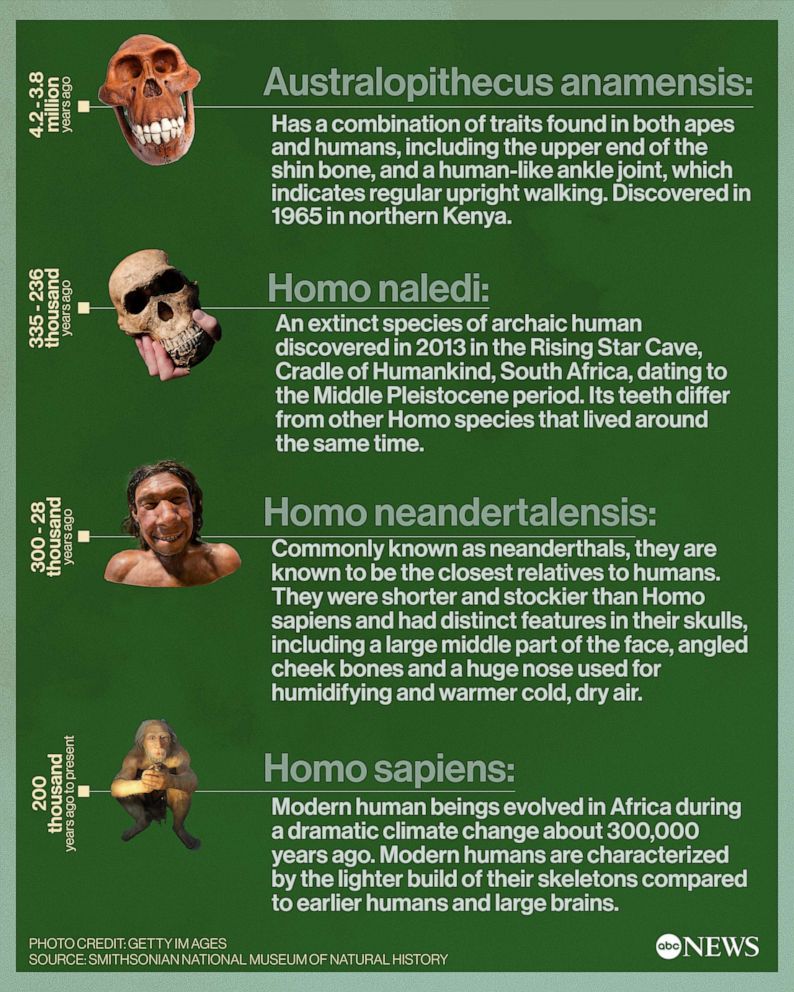 human evolution chart national geographic