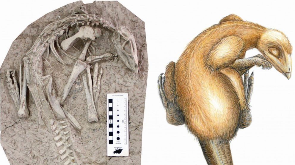 PHOTO: One of the two perfectly preserved skeletons of Changmiania liaoningensis and an artist's impression. 