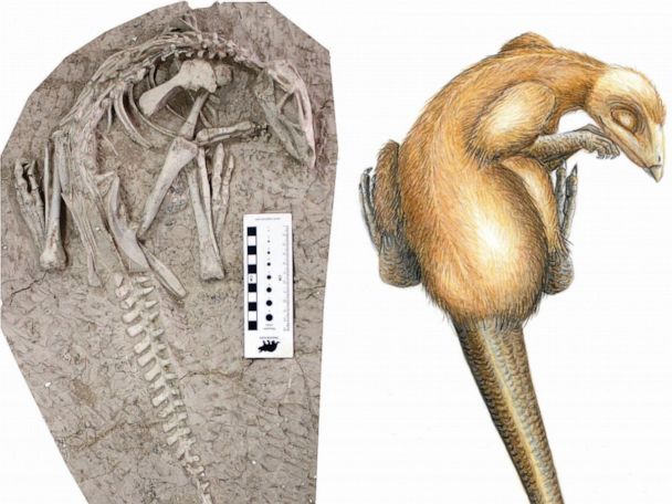 New species of burrowing dinosaur found perfectly preserved in 'Cretaceous Pompeii' - ABC News