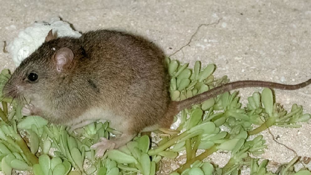 The Bramble Cay melomys or mosaic-tailed rat is pictured in this undated file photo. 