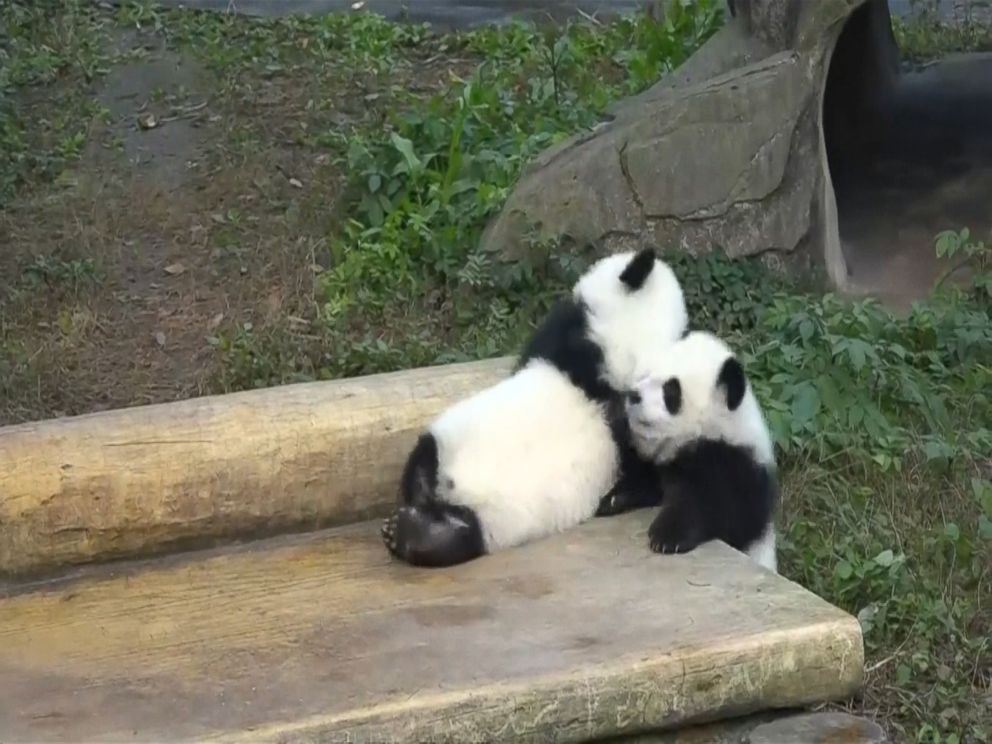 Giant Panda Twins Make Debut in Southwestern China Video - ABC News