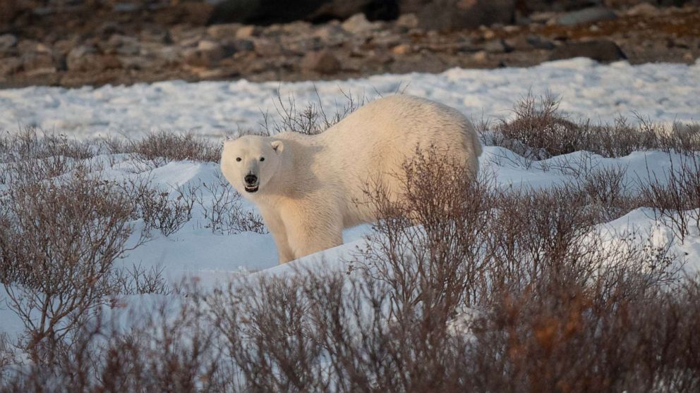 PHOTO: A polar bear is seen near Churchill, Canada. Scientists at Polar Bear International are using new technology to protect polar bear dens and minimize interactions with humans.