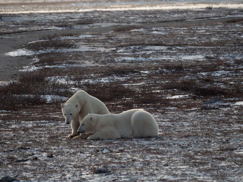 PHOTO : Deux ours polaires sont aperçus près de Churchill, au Canada.  Les scientifiques pensent que les interactions entre les humains et les ours polaires vont augmenter à mesure que le changement climatique continue de faire fondre la banquise.