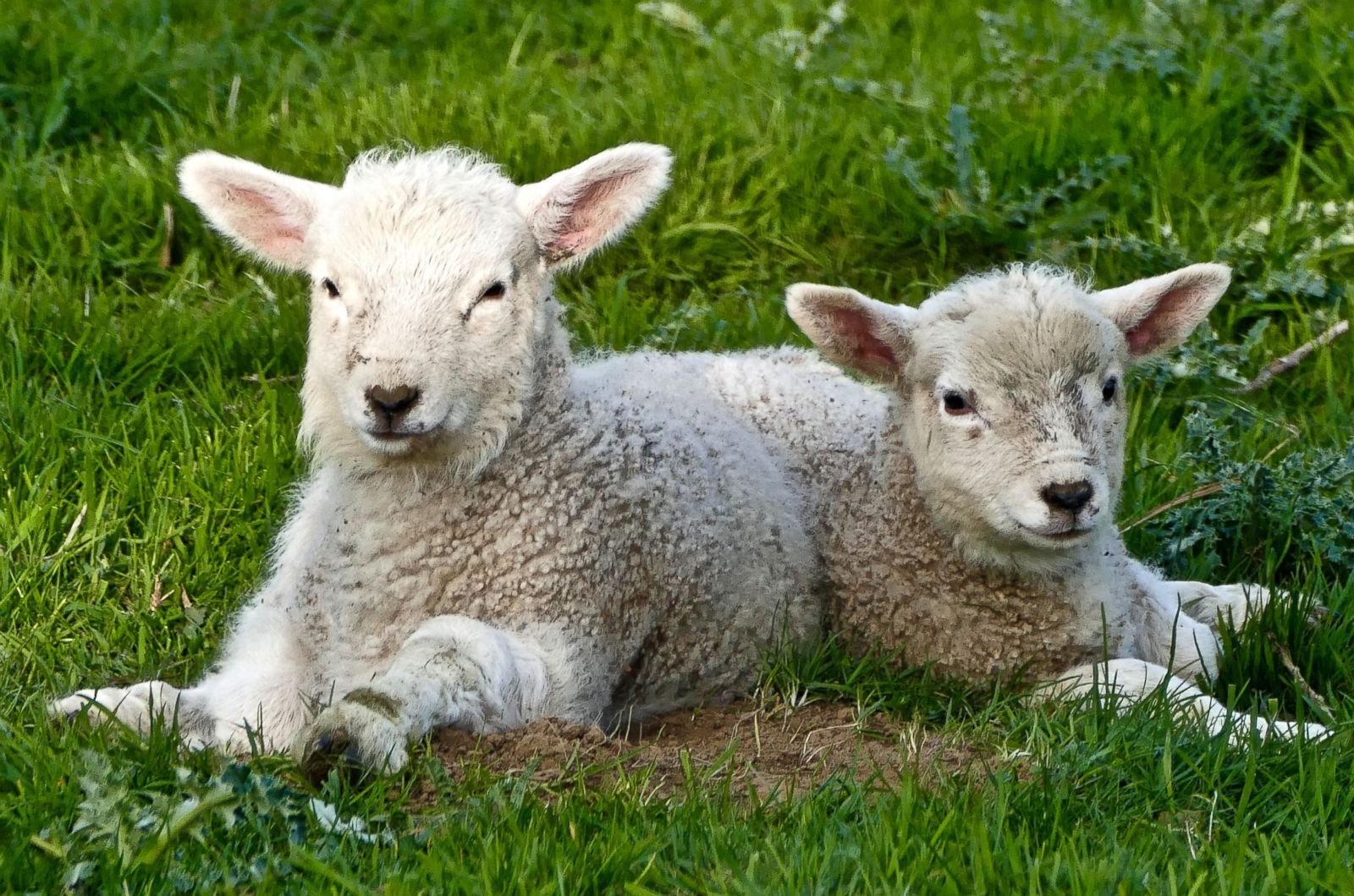 Celebrating Spring In Pictures Photos Abc News