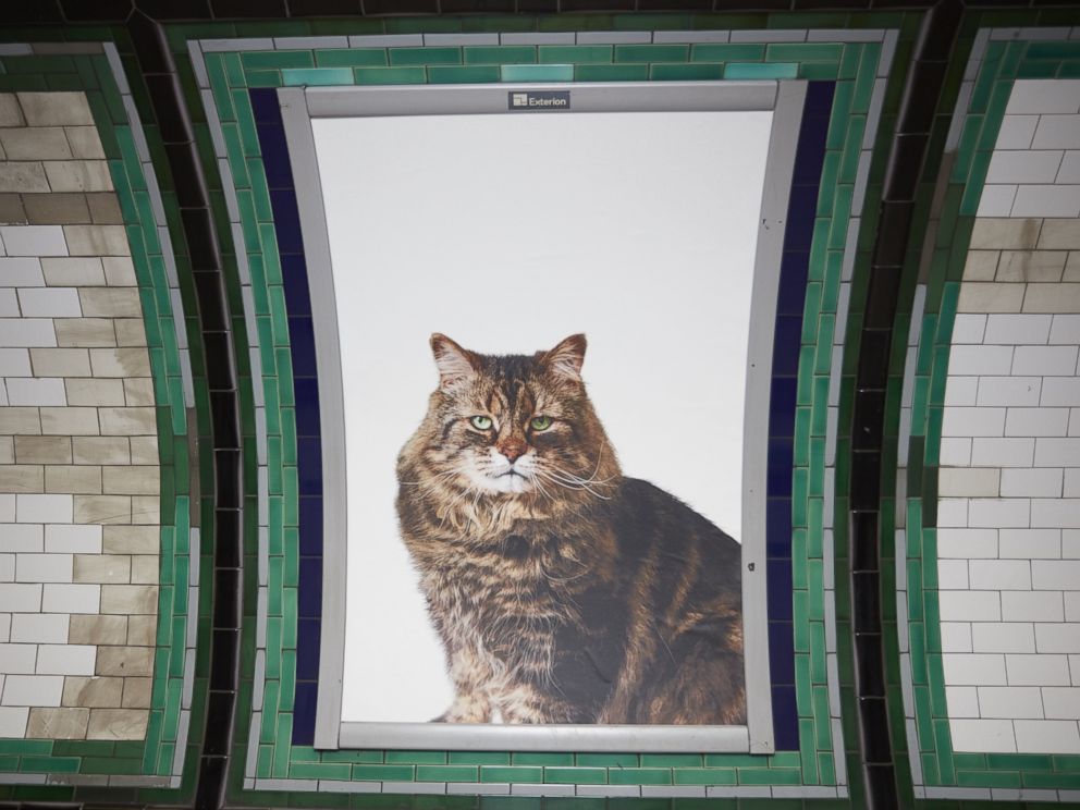 PHOTO: The Citizens Advertising Takeover Service replaced 68 adverts in Clapham Common tube station with pictures of cats in London, Sept. 12, 2016.
