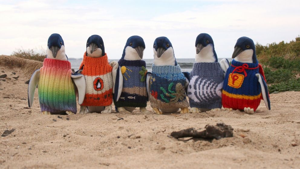 Knitting little penguin jumpers