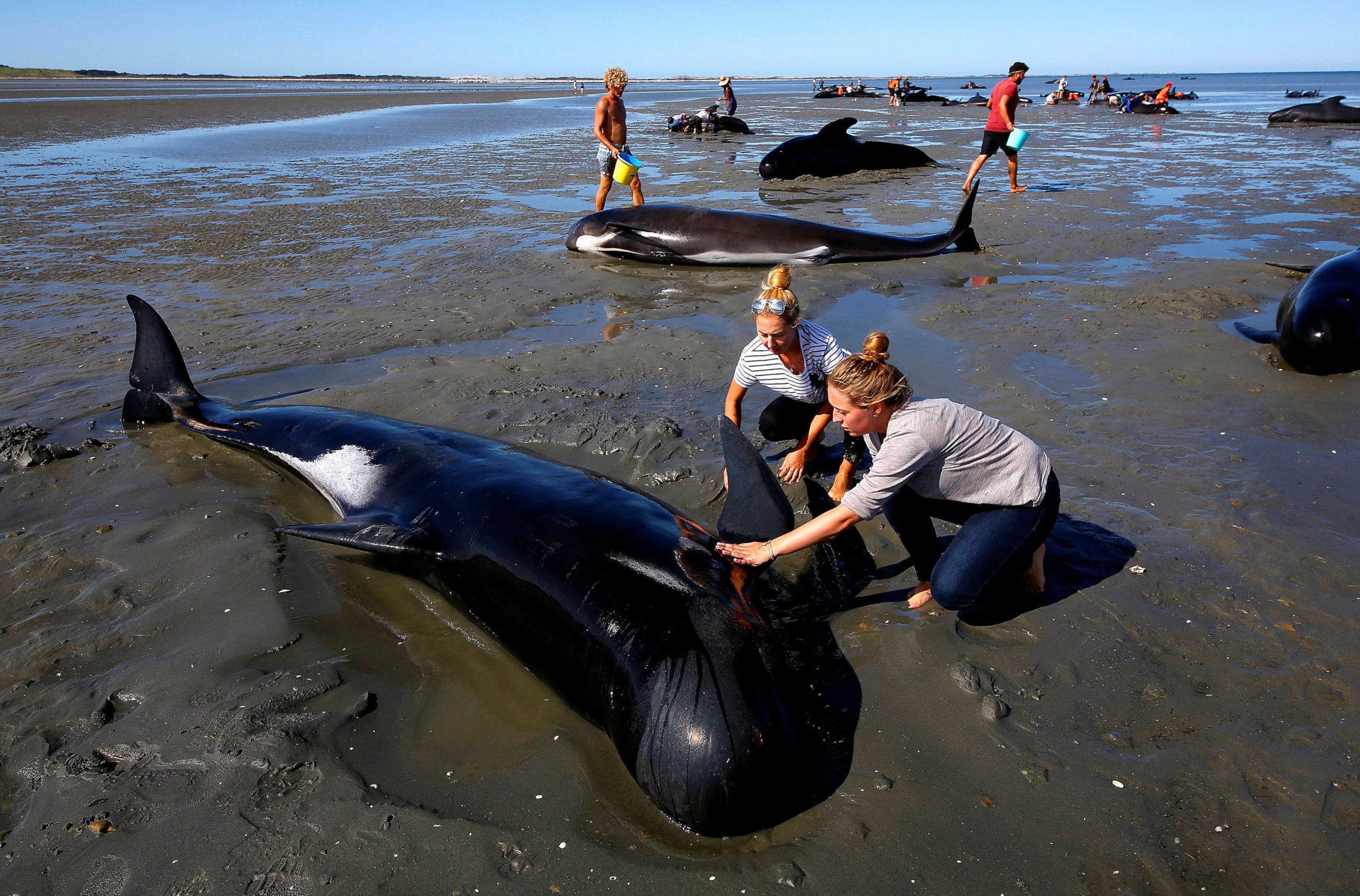 Массовое выбрасывание китов на берег