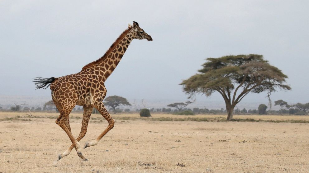Giraffes in Danger of Becoming Extinct in the Wild: Study - ABC News