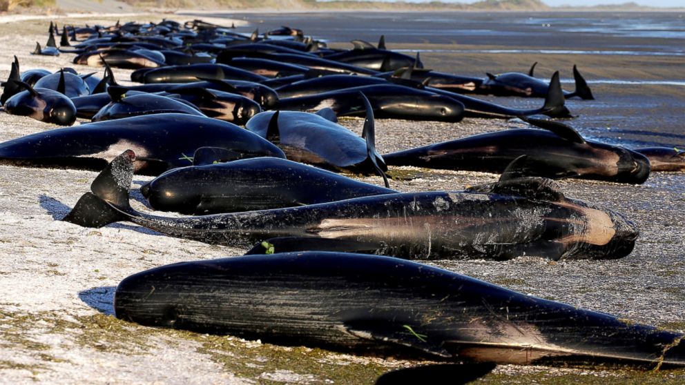 Some of the hundreds of stranded pilot whales marked with an 'X' to indicate they have died can be seen together after one of the country's largest recorded mass whale strandings, in Golden Bay, at the top of New Zealand's South Island, Feb. 10, 2017.