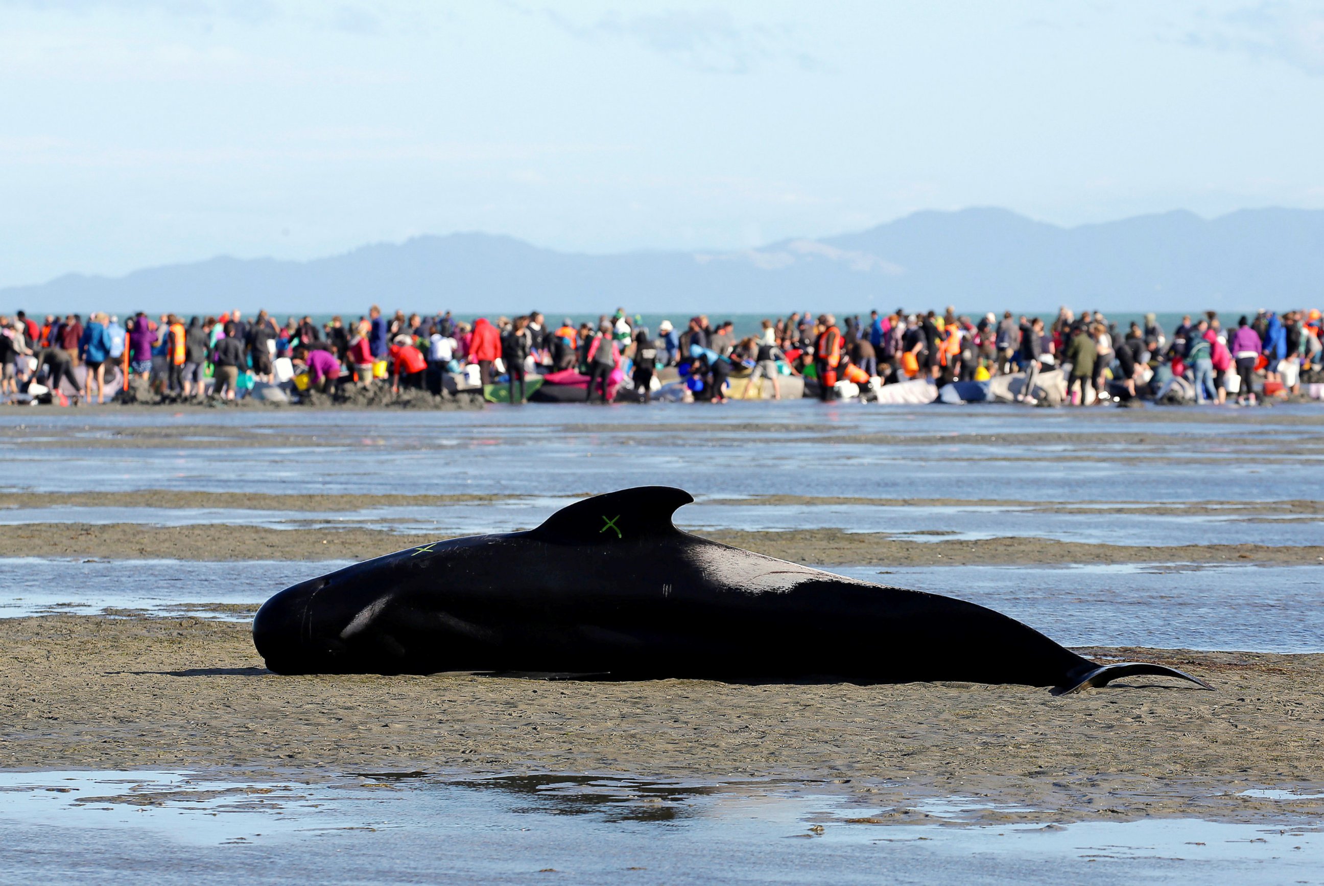 PHOTO: Volunteers help some of the hundreds of stranded pilot whales still alive, as one lies marked with an “X” to indicate it has died, in Golden Bay at the top of New Zealand's South Island, Feb. 10, 2017.