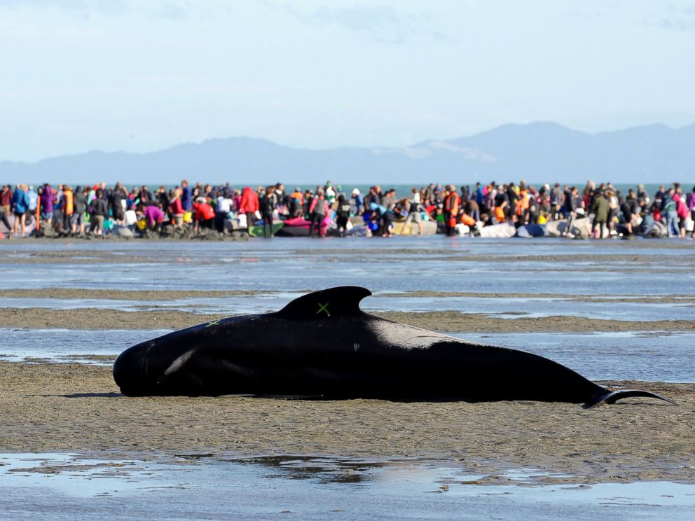 Rescuers Race To Save Hundreds Of Whales Stranded On Remote New Zealand ...