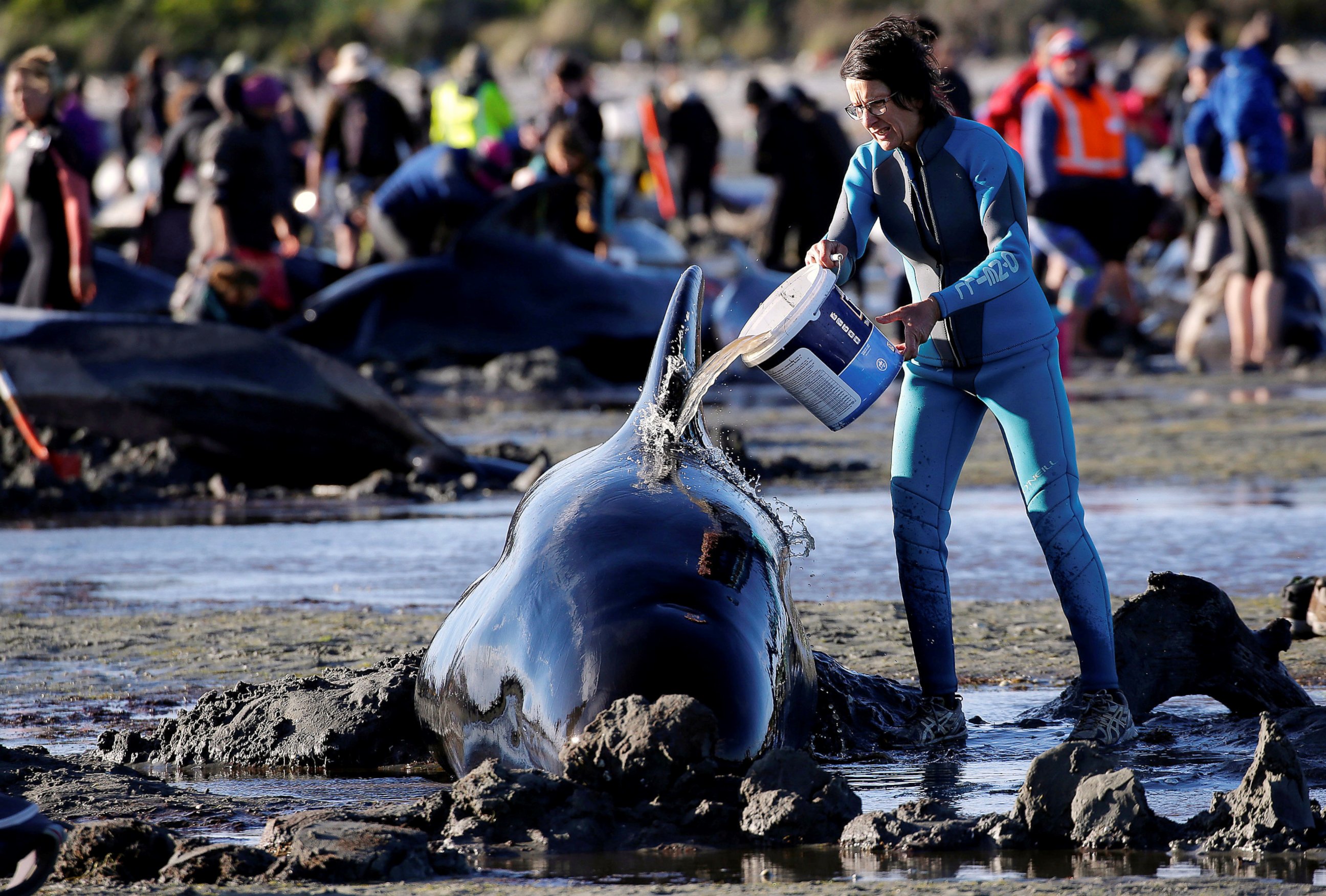 PHOTO: Volunteers attend to some of the hundreds of stranded pilot whales still alive after one of the country's largest recorded mass whale strandings, in Golden Bay, at the top of New Zealand's South Island, Feb. 10, 2017. 