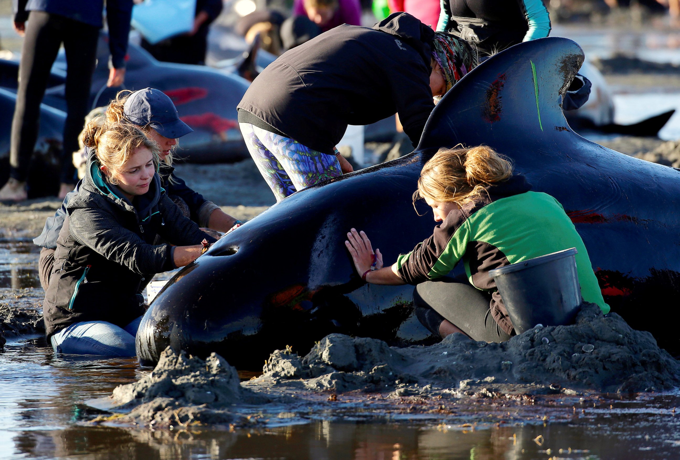 PHOTO: Volunteers attend to some of the hundreds of stranded pilot whales still alive after one of the country's largest recorded mass whale strandings, in Golden Bay, at the top of New Zealand's South Island, Feb. 10, 2017.