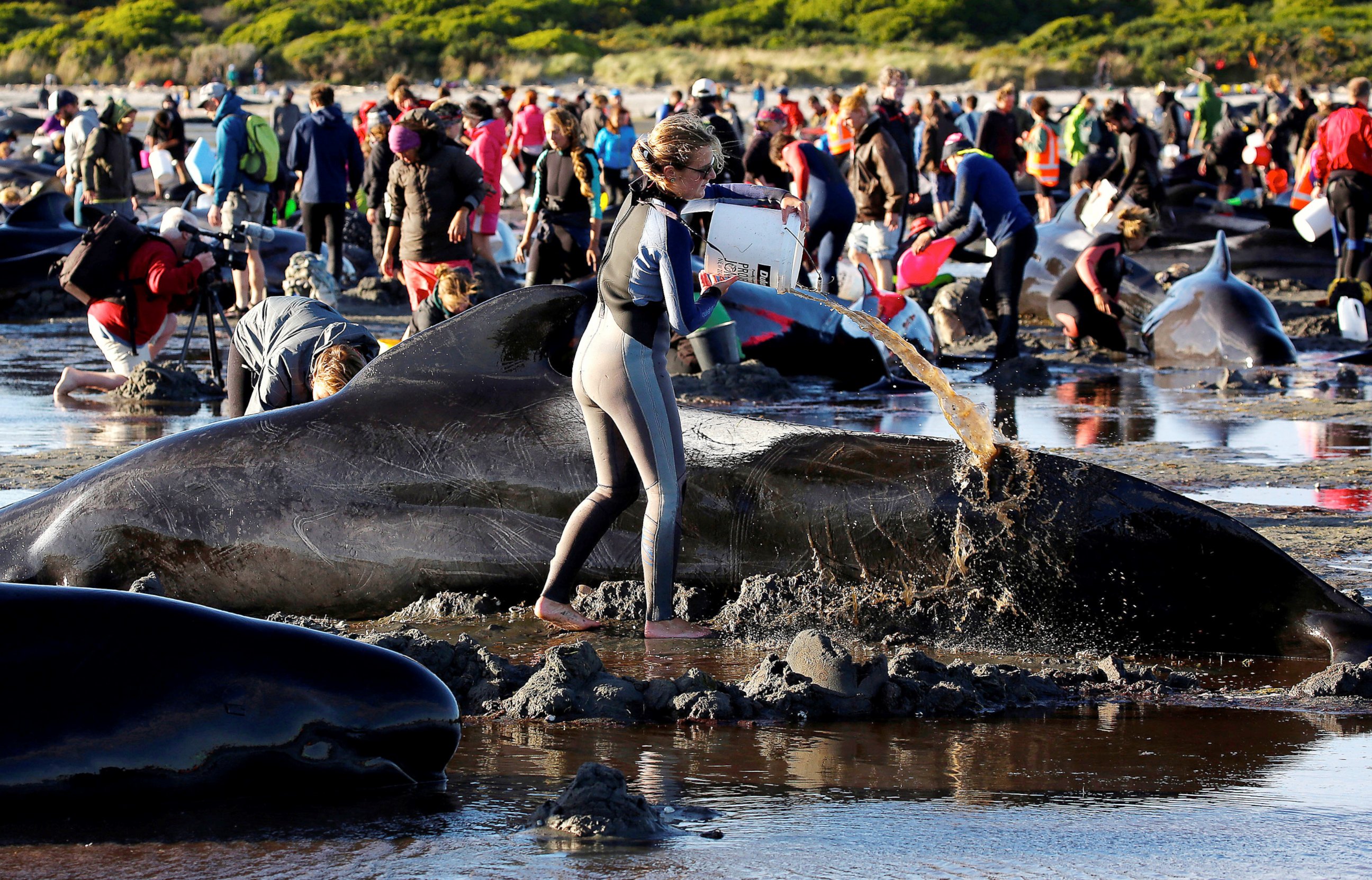 PHOTO: Volunteers attend to some of the hundreds of stranded pilot whales still alive after one of the country's largest recorded mass whale strandings, in Golden Bay, at the top of New Zealand's South Island, Feb.10, 2017.