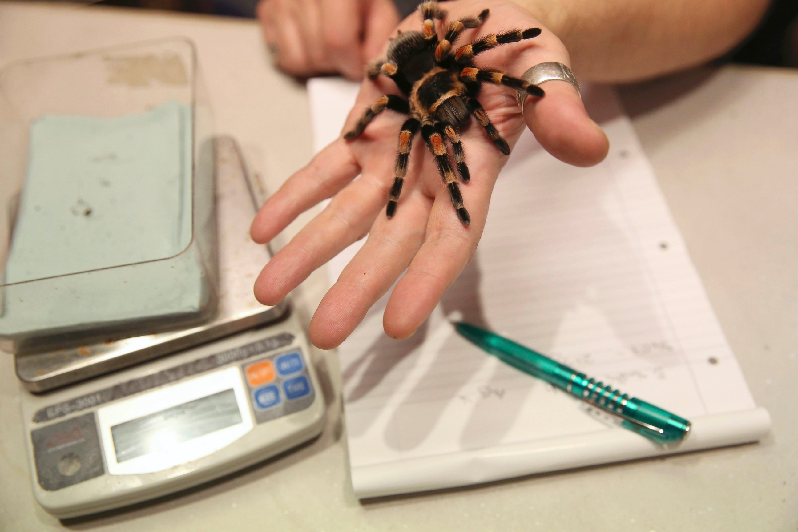 PHOTO: A red-kneed tarantula spider is held during the annual weight-in at the London Zoo in London, England, August 24, 2016. 