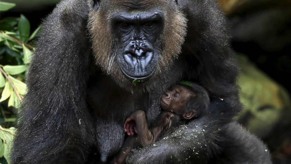 A newly born Western Lowland Gorilla baby is held by its mother 'Frala' in their enclosure at Taronga Zoo in Sydney, May 19, 2015.