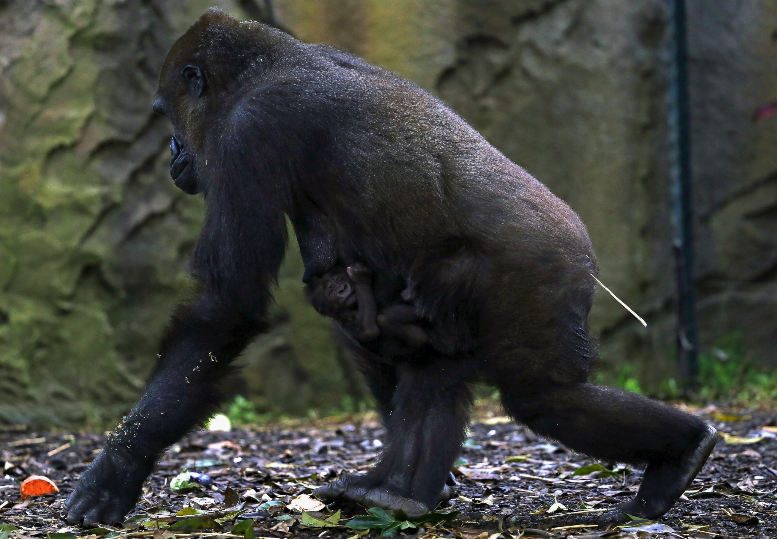 PHOTO: A newly born Western Lowland Gorilla baby holds onto its mother 'Frala' in their enclosure at Taronga Zoo in Sydney, May 19, 2015. 