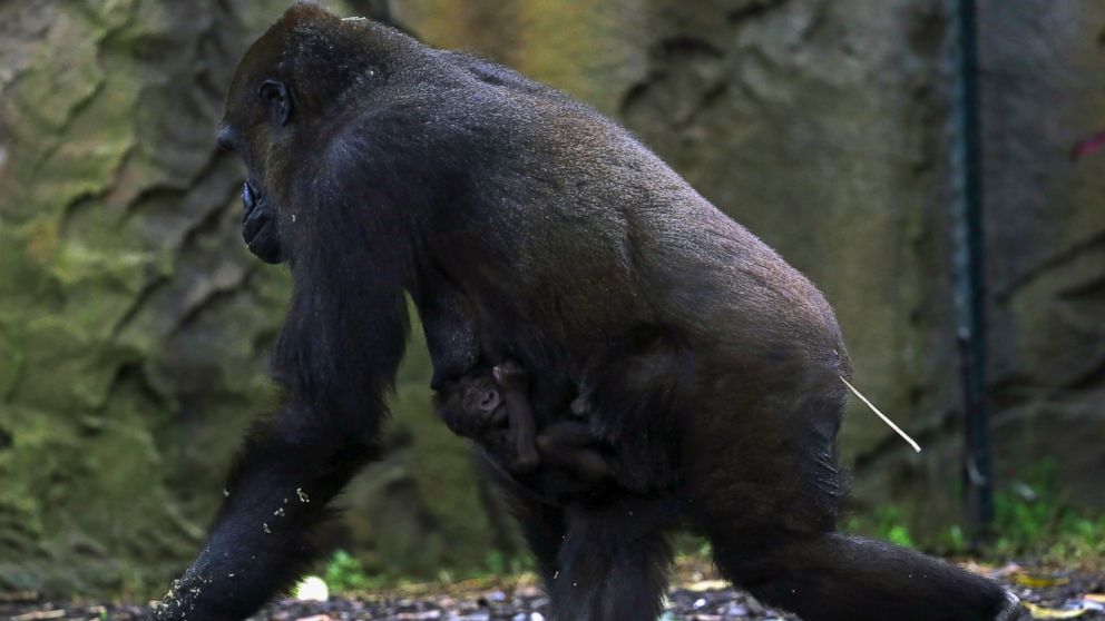 PHOTO: A newly born Western Lowland Gorilla baby holds onto its mother 'Frala' in their enclosure at Taronga Zoo in Sydney, May 19, 2015.