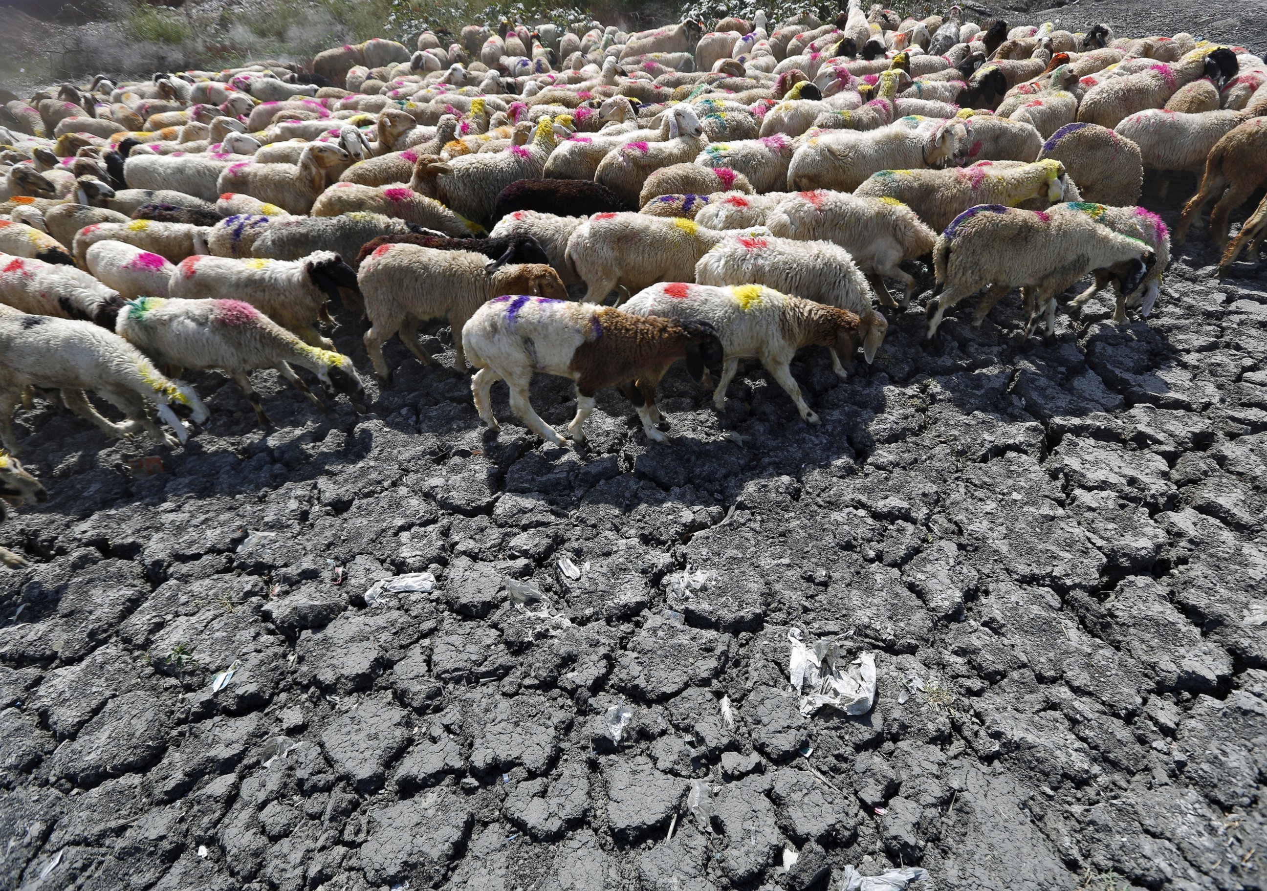 PHOTO: Sheep cross a parched area of a dried-up pond on a hot summer day on the outskirts of New Delhi, May 27, 2015.