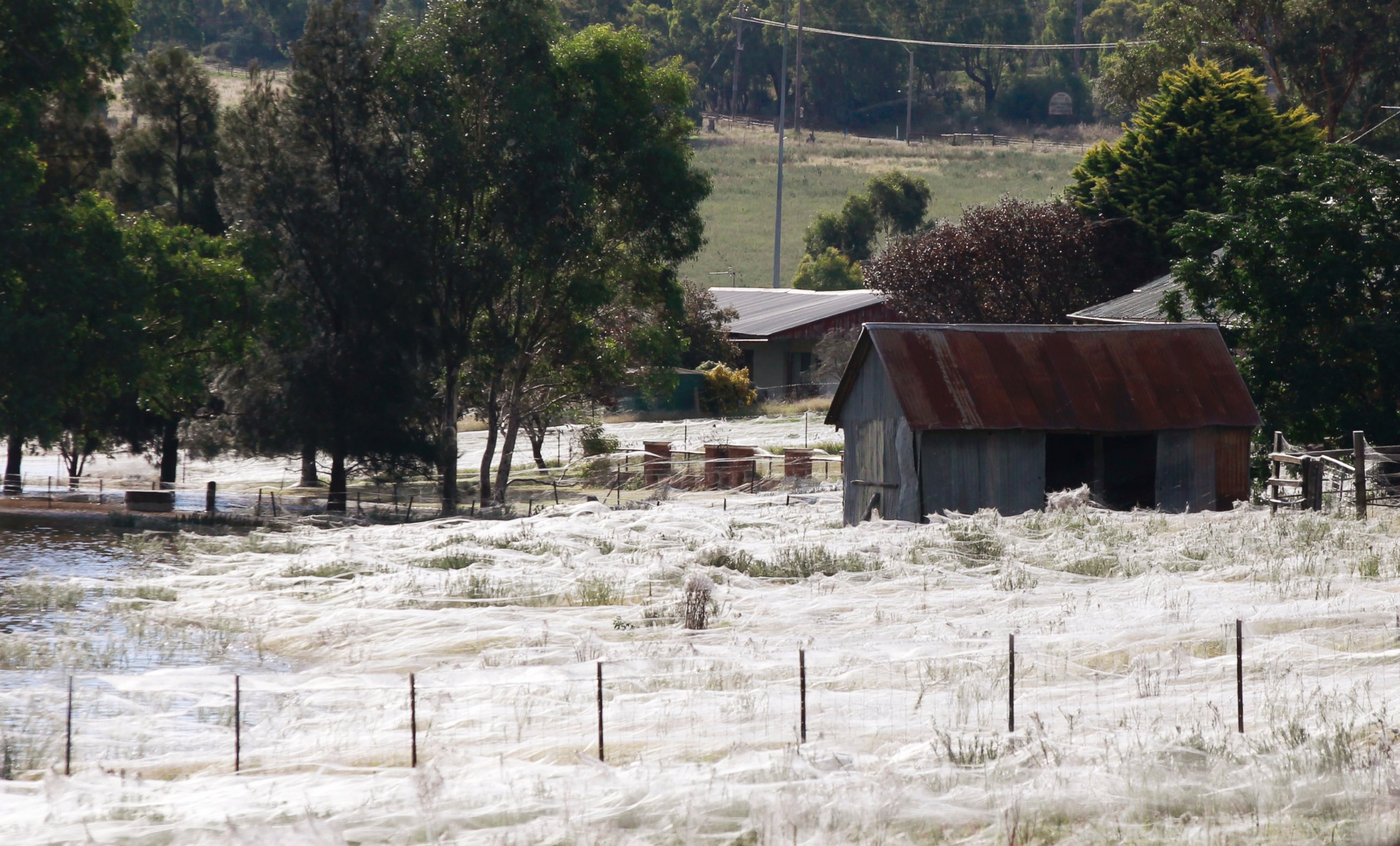 PHOTO: A house is surrounded by spiderwebs next to flood waters in Wagga Wagga, Australia on March 6, 2012.