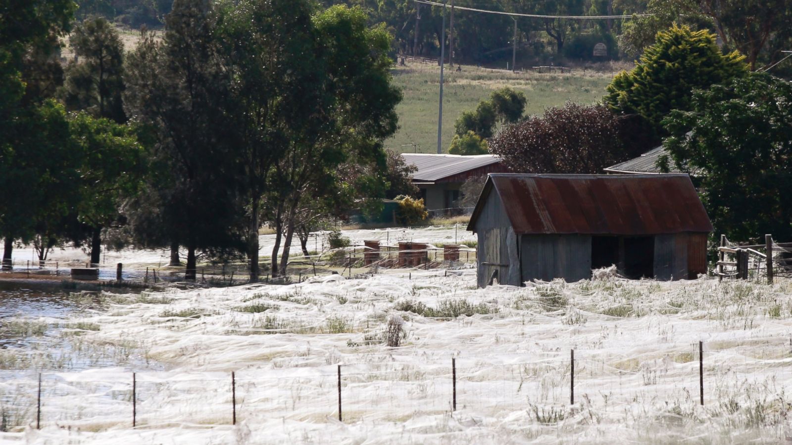 Spiders rain down on Australian town 