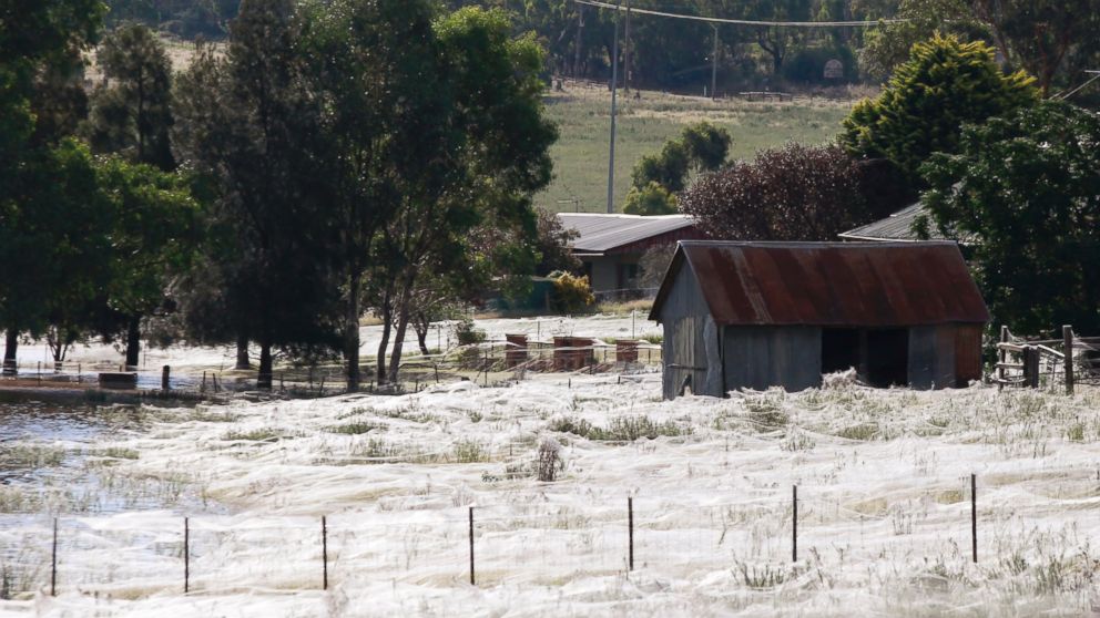 A house is surrounded by spiderwebs next to flood waters in Wagga Wagga, Australia on March 6, 2012.