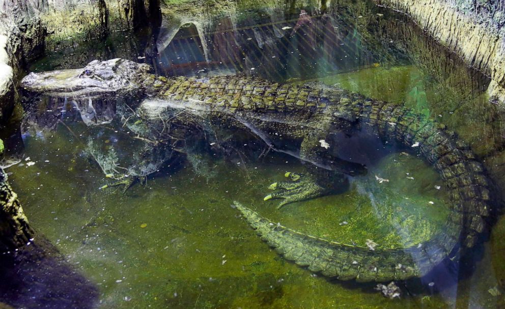 PHOTO: In this photo taken on Tuesday, Feb. 19, 2019, the alligator Saturn swims in water at the Moscow Zoo, in Moscow, Russia. Many believed the alligator once belonged to Adolf Hitler. He was about 84 years old and died on Friday, May 22, 2020.