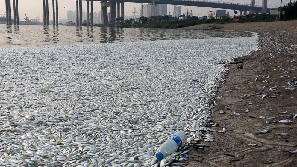 Large quantities of dead fish are seen on a riverside near the site of the massive blasts in Binhai New Area in Tianjin, China, Aug. 20, 2015.