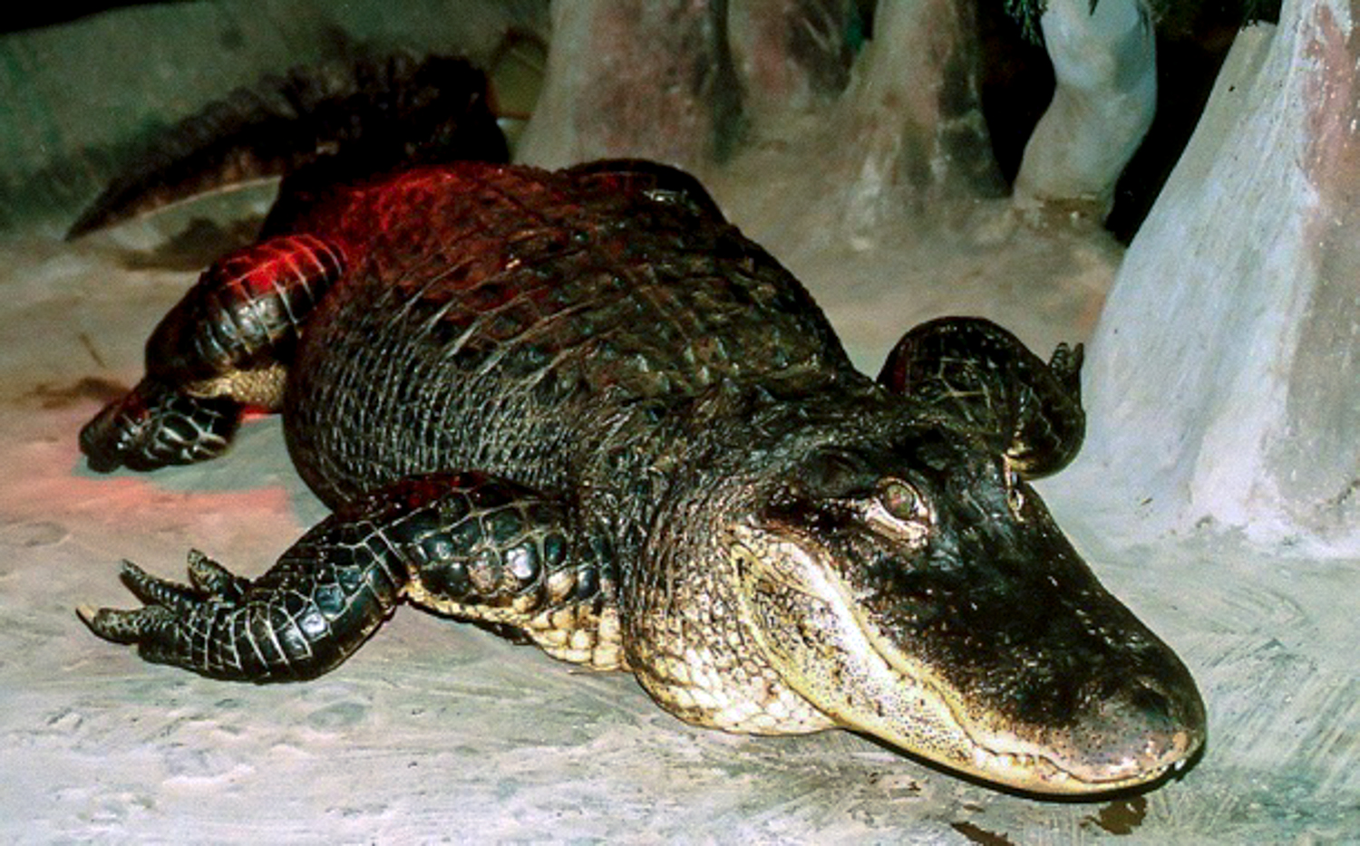 PHOTO: This undated handout picture released by the Moscow Zoo on May 24, 2020 shows the Mississippi alligator "Saturn" in Moscow Zoo. He survived a bombing raid on the Berlin zoo in 1943 and died of old age at 84.