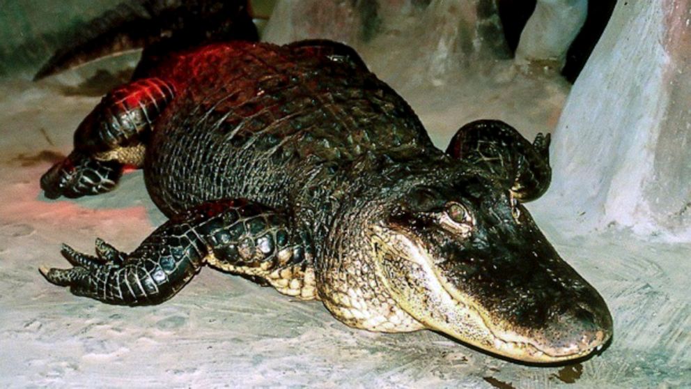 PHOTO: This undated handout picture released by the Moscow Zoo on May 24, 2020 shows the Mississippi alligator "Saturn" in Moscow Zoo. He survived a bombing raid on the Berlin zoo in 1943 and died of old age at 84.