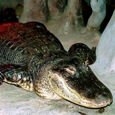 84-year-old alligator rumored to belong to Adolf Hitler dies in Moscow Zoo  - ABC News