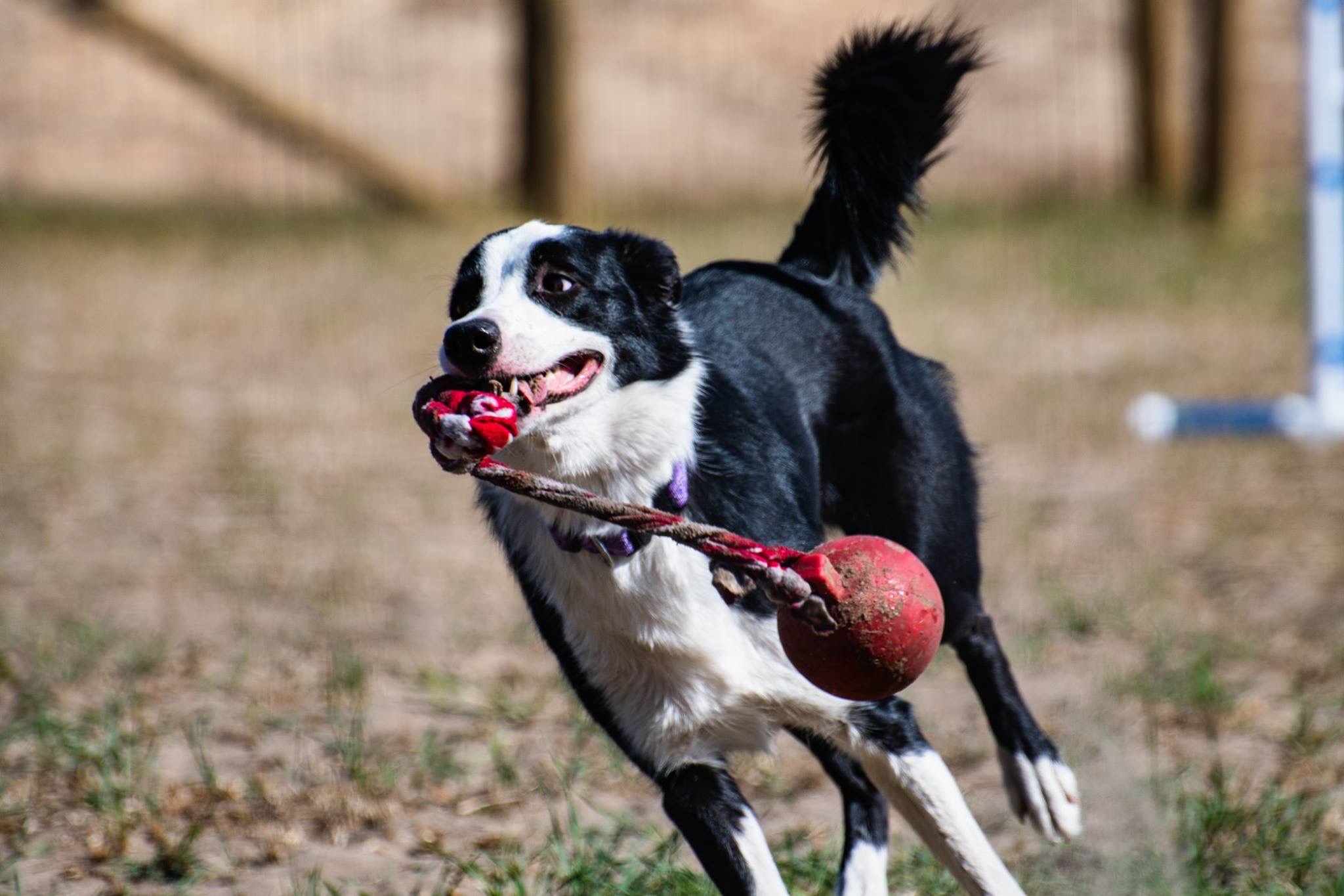 PHOTO: Squall, a Florida-born border collie, will compete in the Genius Dog Challenge on Wednesday, Nov. 18, 2020.