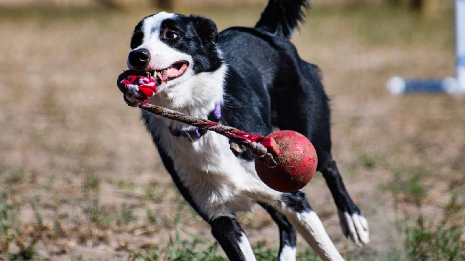 Genius Dog Challenge' kicks off to determine whether 6 of the world's  smartest dogs can learn new names