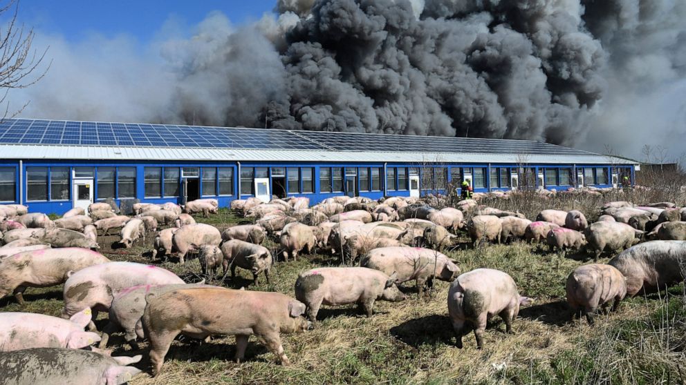 Manoma, kad per gaisrą Vokietijos kiaulių fermoje žuvo daugiau nei 55 000 gyvūnų