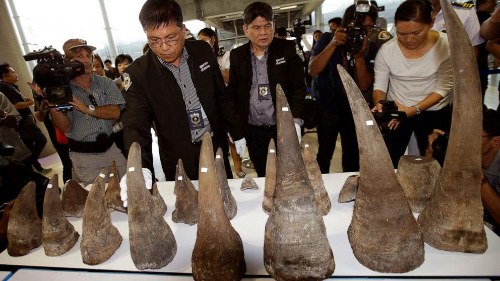 FILE - In this March 14, 2017, file photo, customs officers display seized rhino horns during a press conference at the Suvarnabhumi airport, Bangkok, Thailand. Thailand's anti-money laundering authorities said Thursday they have seized or frozen mor