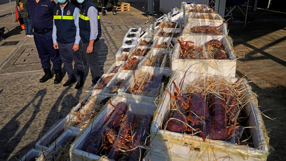 Hong Kong customs seize smuggled lobsters amid Australia ban