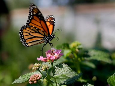 Monarch butterflies down 26% in Mexico wintering grounds