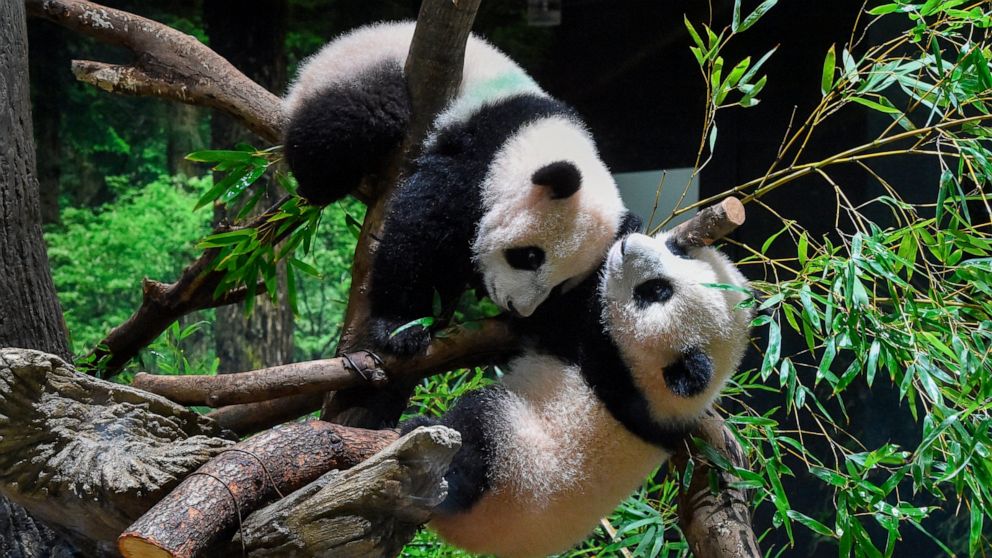 Twin panda cubs debut at Tokyo zoo, woo devoted enthusiasts – At Home ...