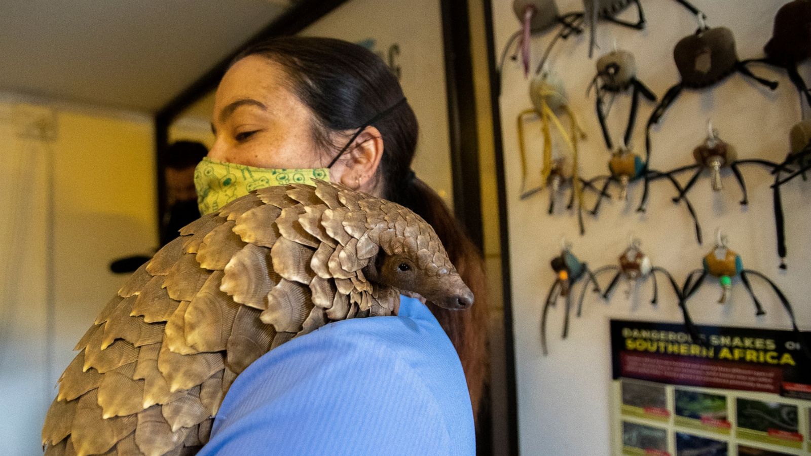 Pangolin Patrol Volunteer Team Rescues Endangered Animals Abc News