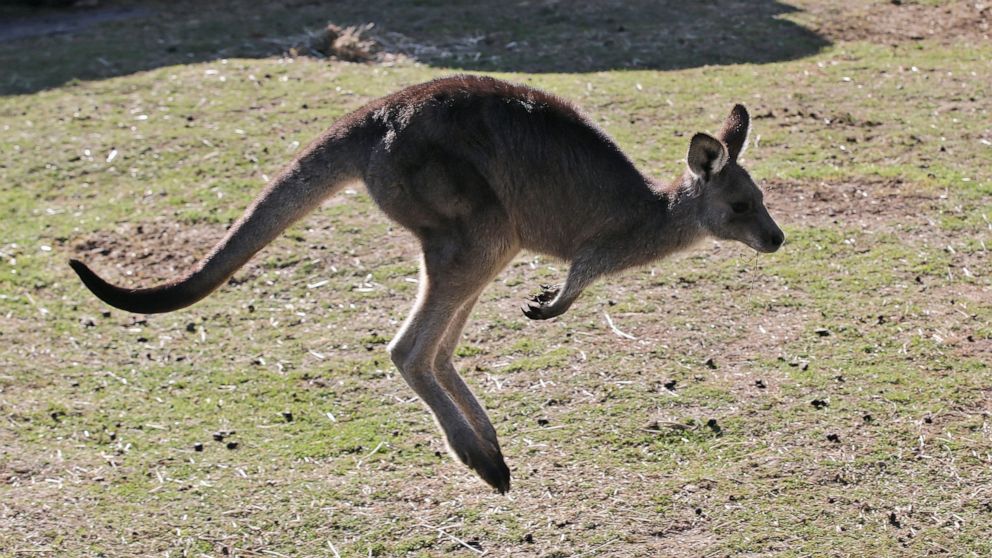 Australian man killed by kangaroo in rare fatal attack – ABC News