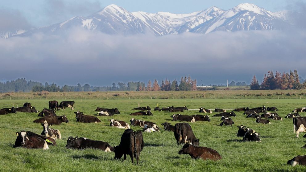FILE - Dairy cows graze on a farm near Oxford, in the South Island of New Zealand on Oct. 8, 2018. New Zealand's government on Tuesday, Oct. 11, 2022 proposed taxing the greenhouse gasses that farm animals make from burping and peeing as part of a pl