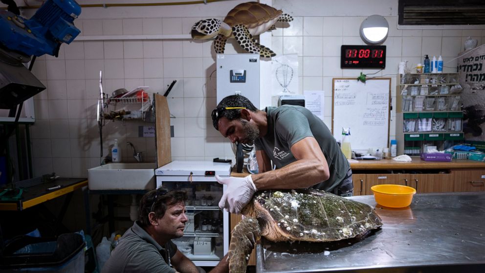 Dr. Yaniv Levy, left, and Guy Ivgy treat a wounded sea turtle at the Sea Turtle Rescue Center, run by the Israel National Nature and Parks Authority, on the shore of the Mediterranean Sea, in Michmoret, Israel, Thursday, July 7, 2022. Over a dozen se