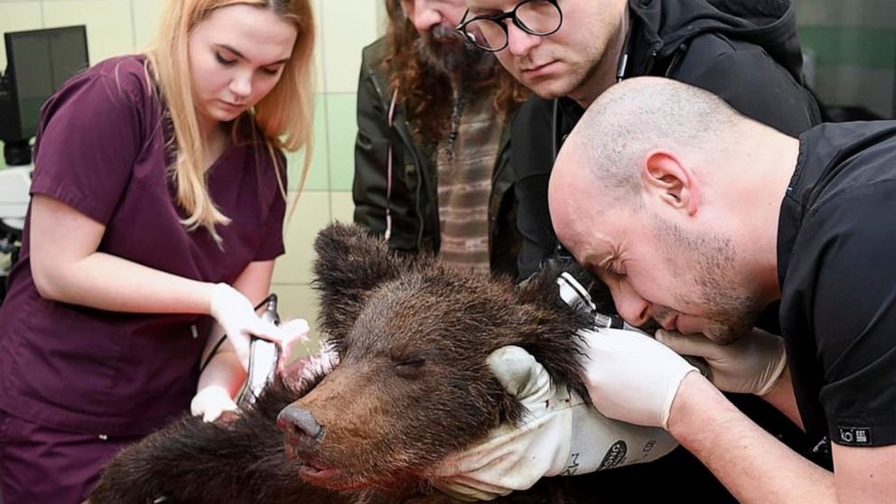 Vets in Poland working to save brown bear cub