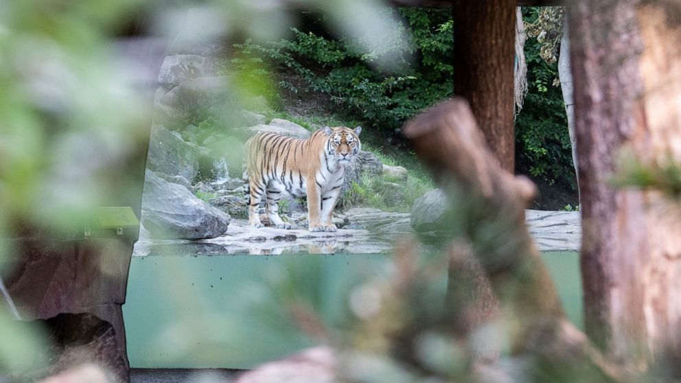 The tiger male Sayan in the restricted area at the Zoo Zurich after the accident in the tiger enclosure where a female keeper was attacked and fatally injured by a female tiger, in Zurich, Switzerland, Saturday, July 4, 2020. Two adult Amur tigers li
