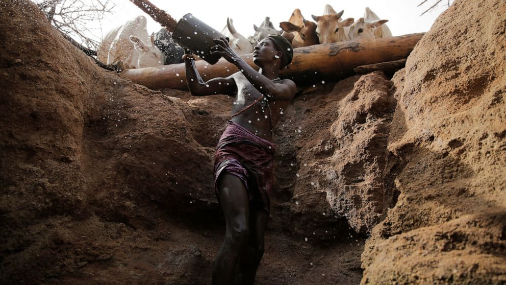 Letoyie Leroshi, a Samburu man gives cows water from a well in Kom village, Samburu County, Kenya, on Saturday, Oct. 15, 2022. Elections, coups, disease outbreaks and extreme weather are some of the main events that occurred across Africa in 2022. Ex