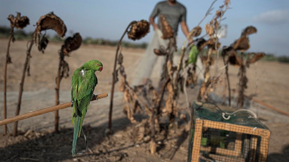 An exotic bird lures trappers to Gaza's tense frontier - ABC News
