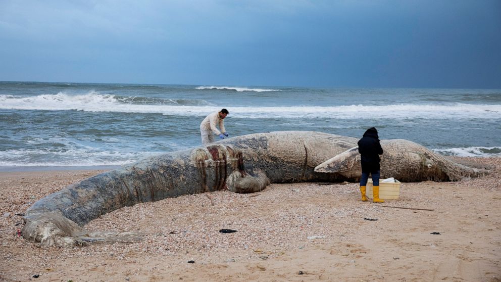 Danny Morick, marine veterinarian, and Aviad Scheinin take samples from a 17 meters (about 55 feet) long dead fin whale washed up on a beach in Nitzanim Reserve, Israel, Friday, Feb. 19, 2021. Aviad Scheinin of the Morris Kahn Marine Research Station