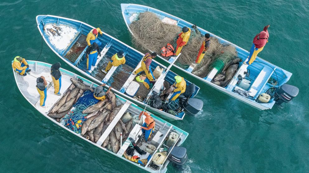 In this Sunday, Dec. 8, 2019 photo released by the Sea Shepherd Conservation Society, dozens of endangered totoaba fish are seen captured inside small fishing boats in the Gulf of California, near San Felipe, Mexico. Sea Shepherd operates in the area
